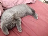 Orijinal British Shorthair Yavru Dişi Ve Erkek