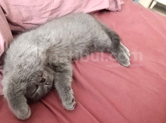Orijinal British Shorthair Yavru Dişi Ve Erkek görsel