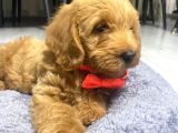 3 Aylık Maltipoo A Kalite