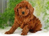 2 ve 3 kg garantisi altında RED TOOY POODLE SEVİMLİ KIPKIRMI