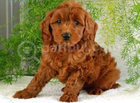 2 Ve 3 Kg Garantisi Altında Red Tooy Poodle Sevi̇mli̇ Kipkirmi