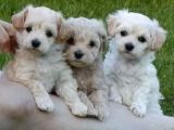 Kahve Tonlu Mini Boy Puppy Sevimli Yavrular Malti̇po Ci̇nsi̇ 