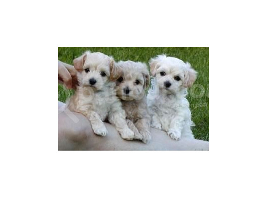 Kahve Tonlu Mini Boy Puppy Sevimli Yavrular Malti̇po Ci̇nsi̇  görsel