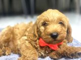 3 aylık Maltipoo A Kalite