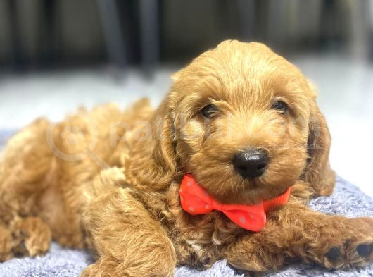 3 Aylık Maltipoo A Kalite