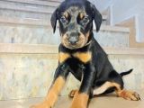 Çiftliğimizden Estetikli ve Estetiksiz Doberman Yavrularımız