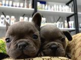 Blue French Bulldog Yavrularımız
