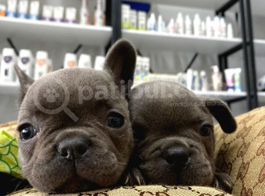 Blue French Bulldog Yavrularımız