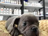 Blue French Bulldog Yavrularımız
