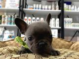 Blue French Bulldog Yavrularımız