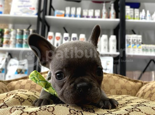 Blue French Bulldog Yavrularımız görsel