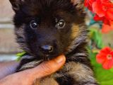 Alman Çoban Köpeği Yavrularımız