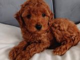 Poodle Ayarında Mini Boy Maltipoo Yavrularımız