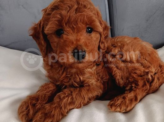 Poodle Ayarında Mini Boy Maltipoo Yavrularımız görsel