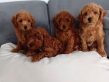 Poodle Ayarında Mini Boy Maltipoo Yavrularımız