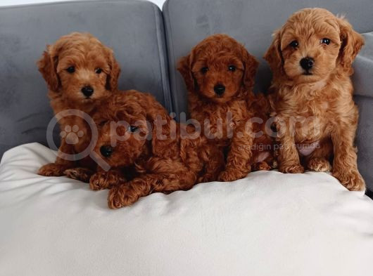 Poodle Ayarında Mini Boy Maltipoo Yavrularımız görsel