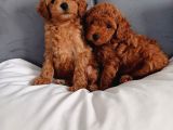 Poodle Ayarında Mini Boy Maltipoo Yavrularımız