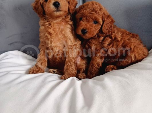 Poodle Ayarında Mini Boy Maltipoo Yavrularımız görsel