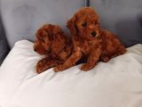 Poodle Ayarında Mini Boy Maltipoo Yavrularımız
