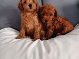 Poodle Ayarında Mini Boy Maltipoo Yavrularımız