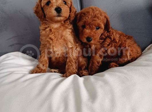 Poodle Ayarında Mini Boy Maltipoo Yavrularımız görsel