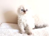 Scottish Fold Longhair Dişi