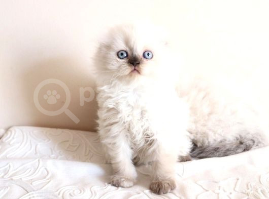 Scottish Fold Longhair Dişi