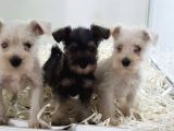 Minyatür Schnauzer Yavruları Mama Ve Malzeme Kampanyalı