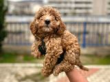 Safkan Poodle Yavrularım Sağlık Garantili