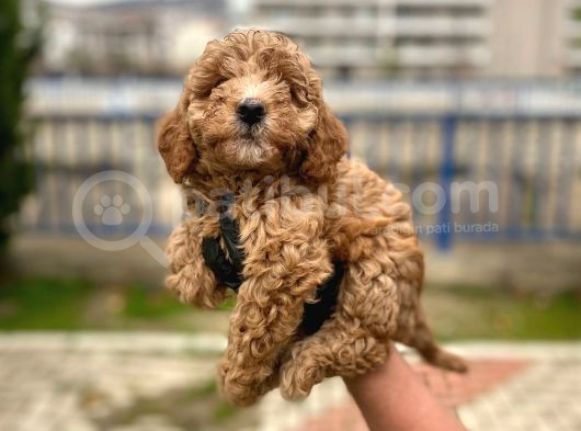 Safkan Poodle Yavrularım Sağlık Garantili görsel