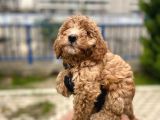 Safkan Poodle Yavrularım Sağlık Garantili