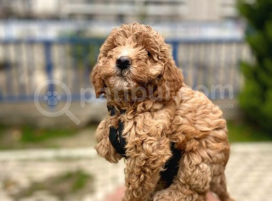 Safkan Poodle Yavrularım Sağlık Garantili