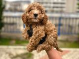Safkan Poodle Yavrularım Sağlık Garantili