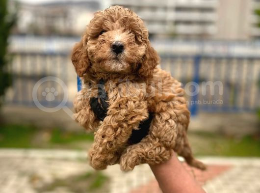 Safkan Poodle Yavrularım Sağlık Garantili görsel