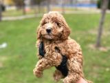 Safkan Poodle Yavrularım Sağlık Garantili