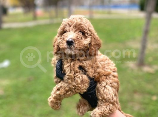 Safkan Poodle Yavrularım Sağlık Garantili görsel