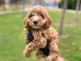Safkan Poodle Yavrularım Sağlık Garantili