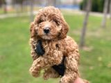 Safkan Poodle Yavrularım Sağlık Garantili