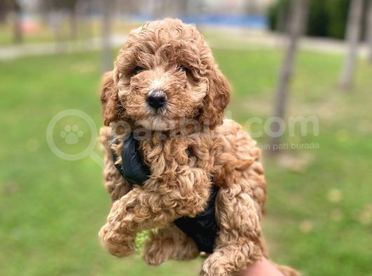 Safkan Poodle Yavrularım Sağlık Garantili görsel