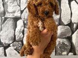 Orjinal Aşılı Ve Aşırı Tatlı Minik Poodle Bebeğim