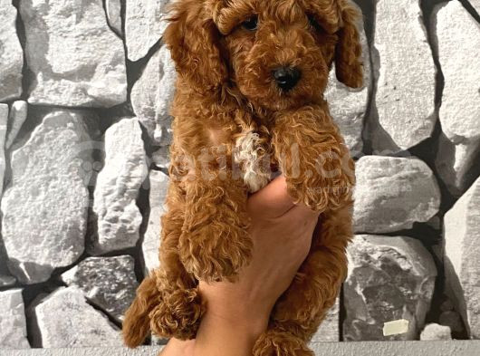 Orjinal Aşılı Ve Aşırı Tatlı Minik Poodle Bebeğim görsel