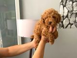 Orjinal Aşılı Ve Aşırı Tatlı Minik Poodle Bebeğim