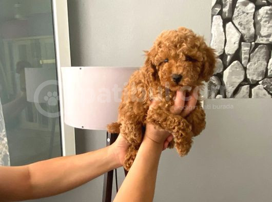 Orjinal Aşılı Ve Aşırı Tatlı Minik Poodle Bebeğim görsel