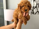 Orjinal Aşılı Ve Aşırı Tatlı Minik Poodle Bebeğim