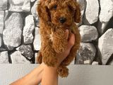 Orjinal Aşılı Ve Aşırı Tatlı Minik Poodle Bebeğim