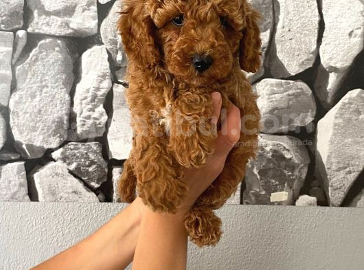 Orjinal Aşılı Ve Aşırı Tatlı Minik Poodle Bebeğim görsel