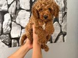 Orjinal Aşılı Ve Aşırı Tatlı Minik Poodle Bebeğim
