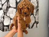 Orjinal Aşılı Ve Aşırı Tatlı Minik Poodle Bebeğim