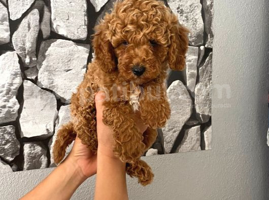 Orjinal Aşılı Ve Aşırı Tatlı Minik Poodle Bebeğim görsel