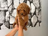 Orjinal Aşılı Ve Aşırı Tatlı Minik Poodle Bebeğim